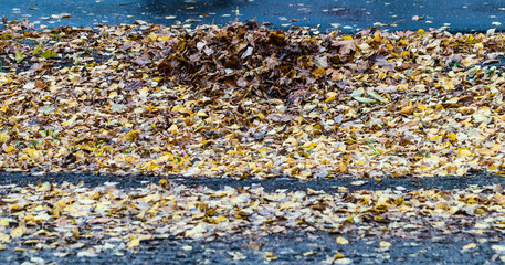 autumn leaves in a heap lie on the side of the road