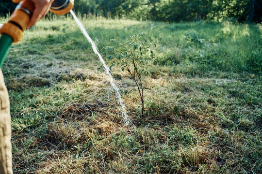 watering plants with garden hose nature agriculture cultivation