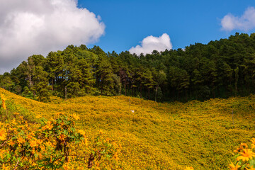 Fototapeta na wymiar yellow mexican sunflower field on the hill