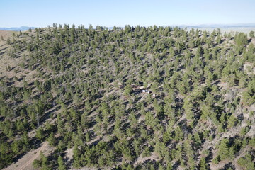 Trees of forest view from above in hot air balloon