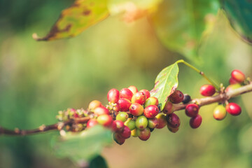 Ripe Red coffee bean berry plant fresh seed coffee tree growth in green eco organic farm. Close up red ripe seed robusta arabica berries harvest for  coffee garden. Fresh coffee bean green leaf bush