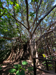Obraz premium trees in the park