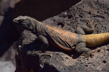 Chuckwalla in Rodman Mountains Wilderness