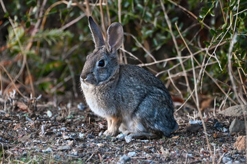 Naklejka na ściany i meble Rabbit in Serrano Valley, Point Mugu State Park, Santa Monica Mountains