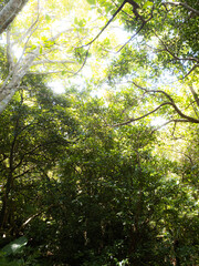 Fototapeta premium sun shining through the trees