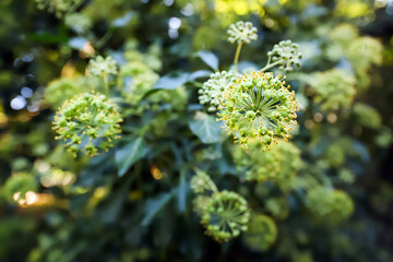 Shallow focus English or Irish Ivy flower on a mature Ivy plant in early autumn