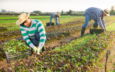 Latino worker harvesting mustard on the field