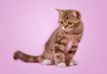 Obraz premium kitten looking down on pink background.