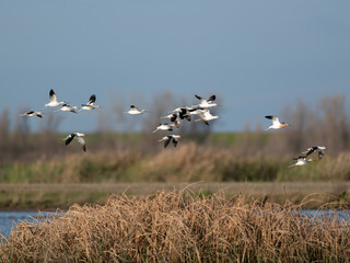 Fototapeta premium Flock of American Avocet birds flying low over the wetlands