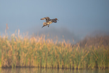 Northern Pintail duck drake landing in the reeds of the wetlands