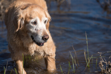 Old senior golden retriever dog walking in water