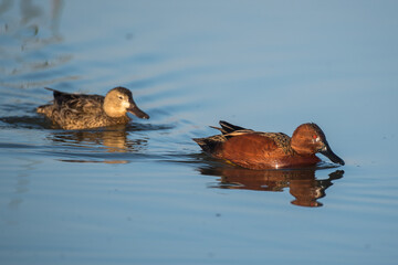 Both drake and hen cinnamon teal waterfowl ducks swimming on the water.