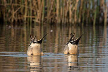 Two Northern Pintail drake ducks bobbing with heads underwater and tails up.