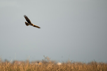 Northern harrier hawk flying over wetlands hunting for prey