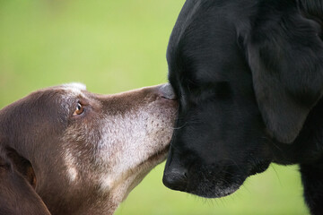 Old senior Chocolate Labrador licking younger Black Labrador retriever