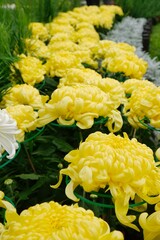 Yellow chrysanthemums, autumn flowers. Chrysanthemum is an important flower in Chinese culture.