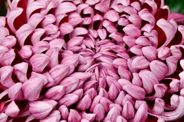 Close-up photo of purple color chrysanthemum. The petals of the chrysanthemum are neatly arranged into a beautiful geometric figure.