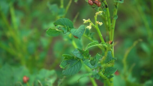Potato bush destroyed by a Colorado potato beetle, the camera moves back
