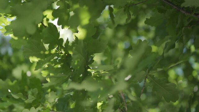 Slow motion shot of sunlight shinning through luscious green leaves as the move in the wind