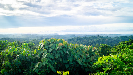 Misty morning in Borneo tropical rain forest. Landscape of forest in the morning