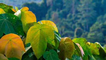 Misty morning in Borneo tropical rain forest. Landscape of forest in the morning. focus on the leaves