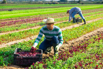 Skilled hispanic workman cutting fresh ripe red spinach on farm field. Autumn harvest time