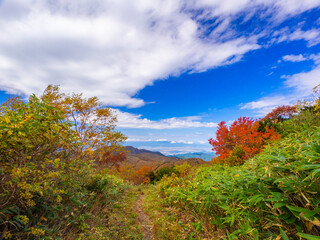 Mountain trail surrounded by autumn leaves and bamboo grass bush (Zao, Yamagata, Japan)