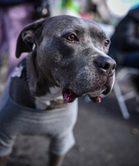 Portrait of a grey Pitbull wearing a shirt