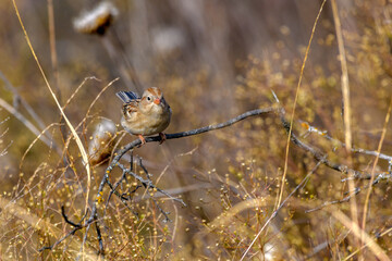 Field Sparrow - Spizella pusilla - perched on twig in tall grass