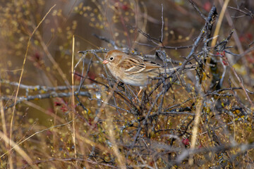 Field Sparrow - Spizella pusilla - perched on twig in tall grass