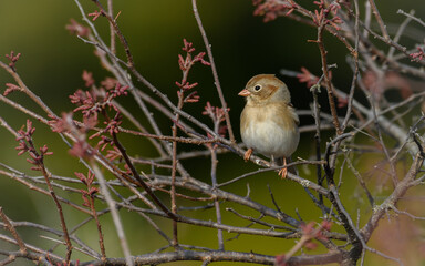 Field Sparrow - Spizella pusilla - perched on twig