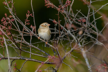 Field Sparrow - Spizella pusilla - perched on twig