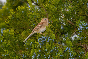 Field Sparrow - Spizella pusilla - In Juniper Tree