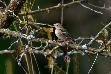 field Sparrow - Spizella pusilla - perched in thorny tree