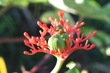 red and yellow flower