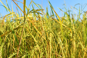 Obraz premium green wheat field