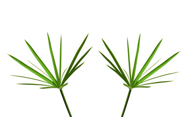 grass isolated on white