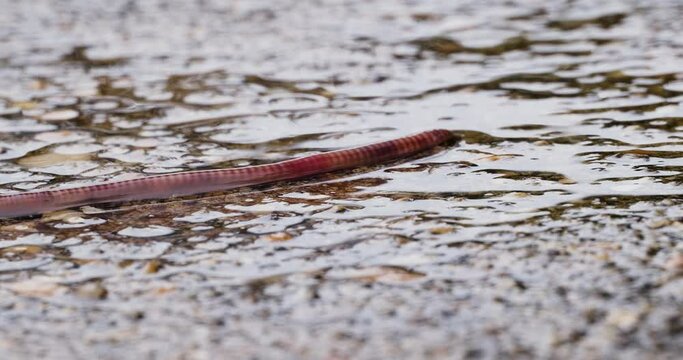 European nightcrawler earthworm moving over concrete in rain.