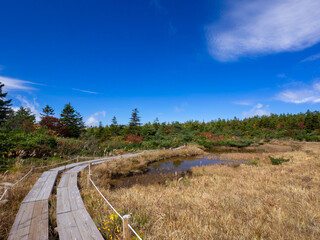 Boardwalk through a swamp in autumn mountain (Zao, Yamagata, Japan)