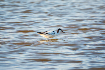 Water bird pied avocet, Recurvirostra avosetta, feeding in the lake. The pied avocet is a large black and white wader with long, upturned beak