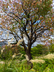 Autumn cherry tree (Zao, Yamagata, Japan)