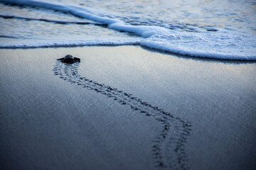 turtle footprints