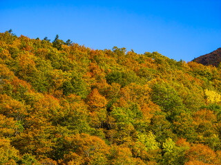 Fototapeta premium Mountain peak covered with autumn leaves (Zao, Yamagata, Japan)