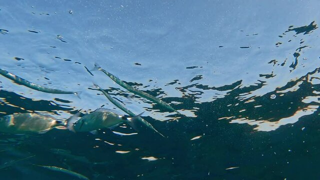 Underwater view of school of blackspot picarel fish swimming and eating under surface of clear sea water