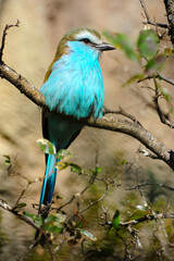 Racket-tailed Roller portrait in nature