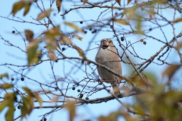 hawfinch on the branch