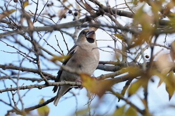 hawfinch on the branch