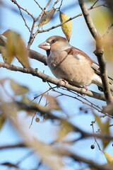 hawfinch on the branch