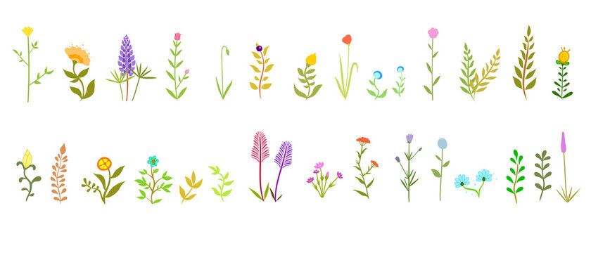 Set of flowers and plants with leaves, grass, for decor, botany. Isolated icons vector illustration. Collection of floral decorations.  Botanical icons and stickers.