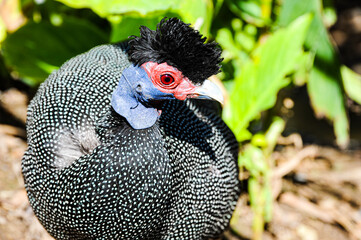 Crested Guineafowl searching for food as it walks on the ground like a chicken.